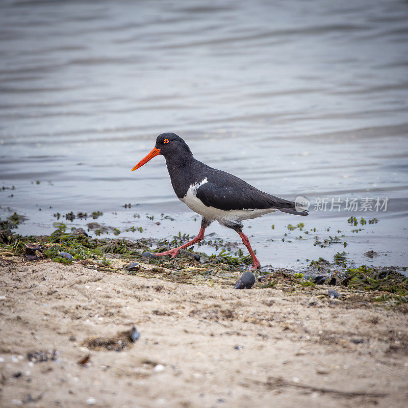 澳大利亚花衣魔笛手(Haematopus longirostris)